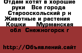 Отдам котят в хорошие руки - Все города, Старооскольский р-н Животные и растения » Кошки   . Мурманская обл.,Снежногорск г.